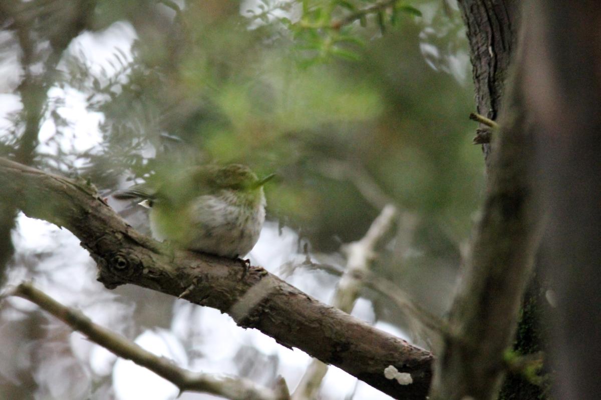 Grey warbler (Gerygone igata)